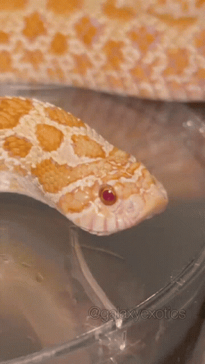 A Close Up Of A Snake With A Red Eye GIF