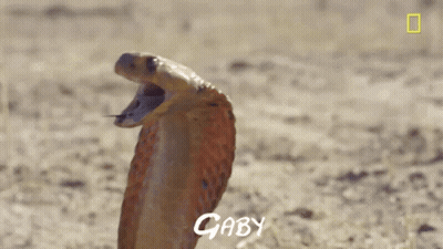 A Close Up Of A Snake With Gaby Written On The Bottom Right GIF