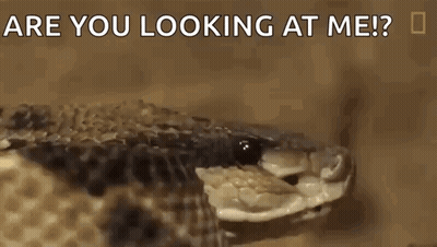 A Close Up Of A Snake With The Words Are You Looking At Me Written On The Bottom GIF