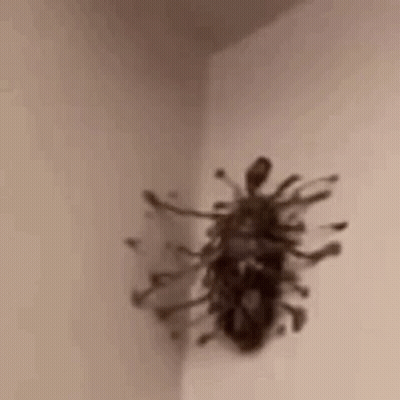 A Close Up Of A Spider On A Wall . GIF