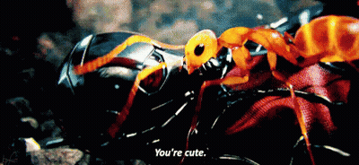 A Close Up Of A Spider With The Words `` You 'Re Cute '' Written Below It . GIF
