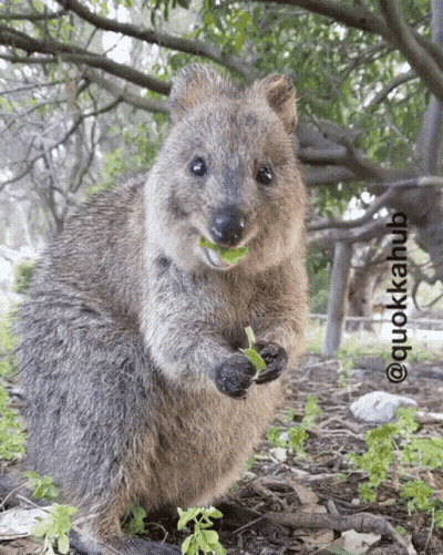 A Close Up Of A Squirrel Eating A Piece Of Lettuce With The Words @Quokkahub Below It GIF