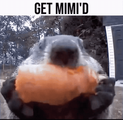 A Close Up Of A Squirrel Holding A Pumpkin In Its Mouth With The Words Get Mimi 'D Above It GIF