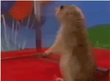 A Close Up Of A Squirrel Looking At The Camera With A Blurry Background . GIF