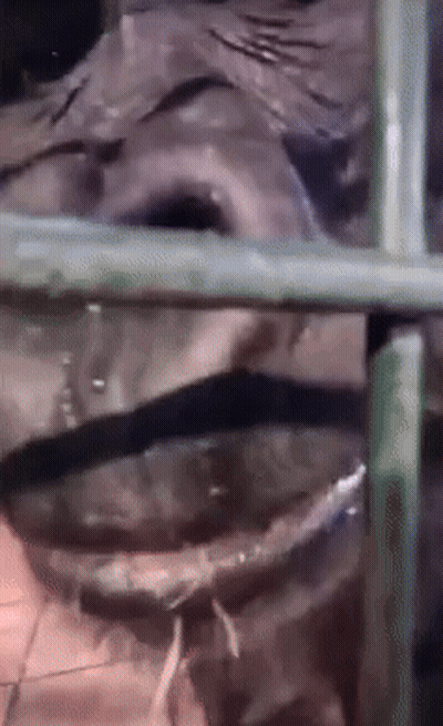 A Close Up Of A Statue Behind A Fence GIF