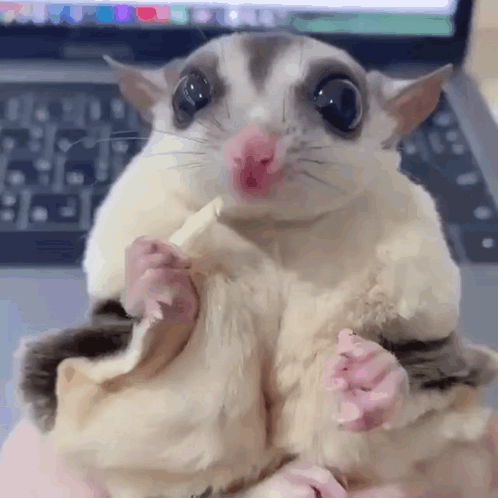 A Close Up Of A Sugar Glider Eating A Banana In Someone 'S Hand . GIF