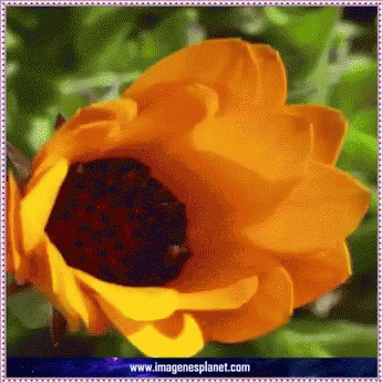 A Close Up Of A Sunflower With The Website Www.imagenesplanet.com Written Below It GIF