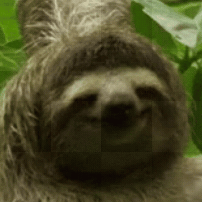 A Close Up Of A Three Toed Sloth Smiling In A Forest . GIF