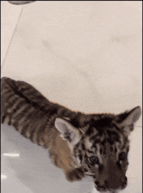 A Close Up Of A Tiger Cub Laying On The Floor GIF