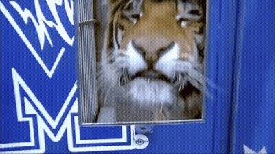 A Close Up Of A Tiger Looking Out Of A Blue Door With A M On It GIF