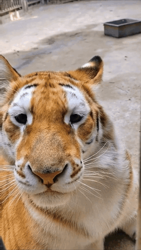 A Close Up Of A Tiger 'S Face With A Container In The Background GIF