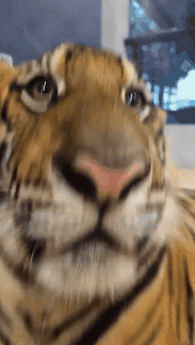 A Close Up Of A Tiger 'S Face With A Window In The Background GIF
