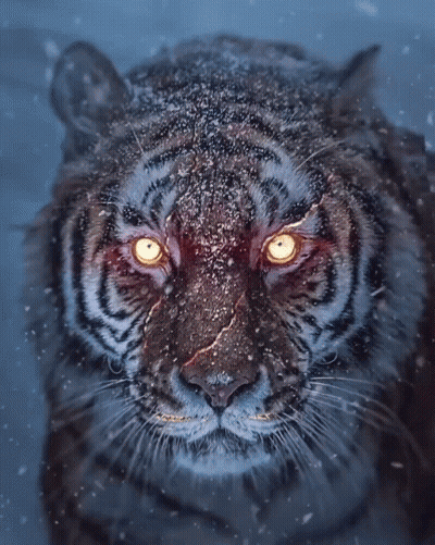 A Close Up Of A Tiger 'S Face With Glowing Yellow Eyes GIF