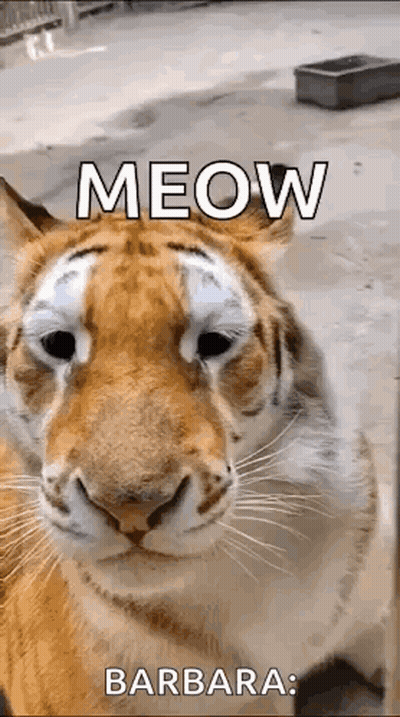 A Close Up Of A Tiger 'S Face With The Words Meow Barbara Written On It GIF