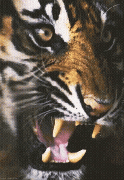 A Close Up Of A Tiger 'S Mouth With Its Mouth Open GIF