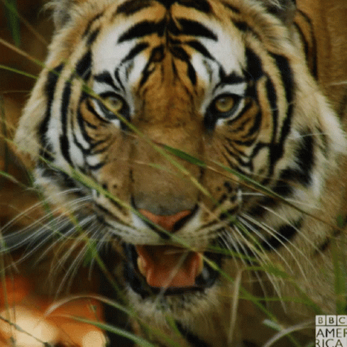 A Close Up Of A Tiger With Bbc America Written On The Bottom Right GIF