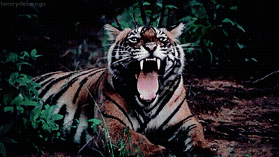 A Close Up Of A Tiger With Its Mouth Open And Henry De La Vega Written On The Bottom GIF