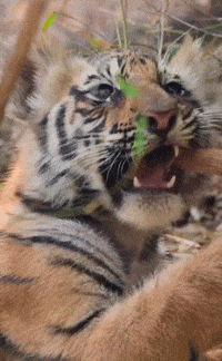 A Close Up Of A Tiger With Its Mouth Open Eating A Leaf GIF