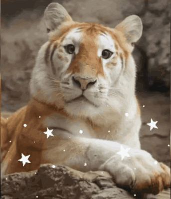 A Close Up Of A Tiger With Stars Around Its Paws GIF
