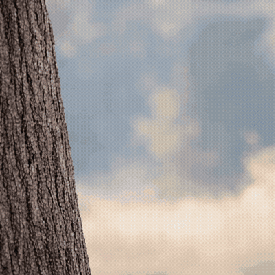 A Close Up Of A Tree Trunk With A Blue Sky In The Background GIF