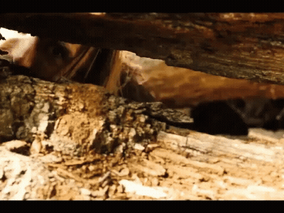 A Close Up Of A Tree Trunk With A Person Peeking Out Of It GIF