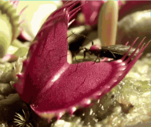 A Close Up Of A Venus Fly Trap Plant With A Bug In It GIF