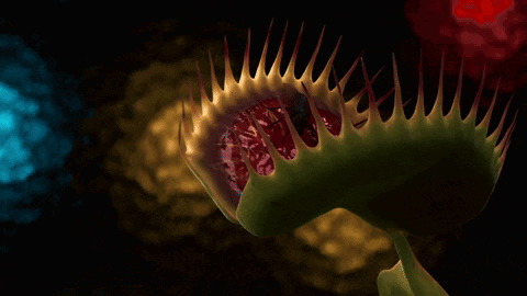 A Close Up Of A Venus Fly Trap Plant With A Dark Background GIF