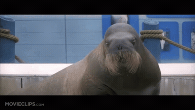 A Close Up Of A Walrus With Movieclips.com On The Bottom Right GIF