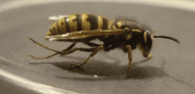 A Close Up Of A Wasp Crawling On A Glass Surface . GIF
