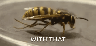 A Close Up Of A Wasp Crawling On A Surface With The Words `` With That '' Written Below It . GIF