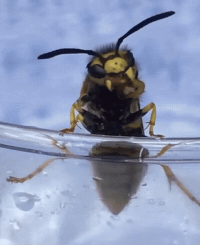 A Close Up Of A Wasp On A Glass Of Water GIF