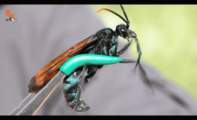 A Close Up Of A Wasp On A Pair Of Scissors With A Bk Logo In The Background GIF