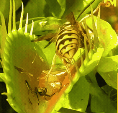 A Close Up Of A Wasp On A Plant With Sm Written On The Bottom Right GIF