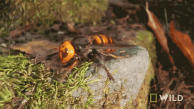 A Close Up Of A Wasp On A Rock With A National Geographic Wild Logo In The Background GIF