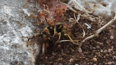 A Close Up Of A Wasp On The Ground GIF
