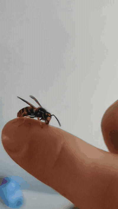 A Close Up Of A Wasp Sitting On A Finger GIF