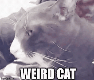 A Close Up Of A Weird Cat With The Words `` Weird Cat '' Written On It . GIF