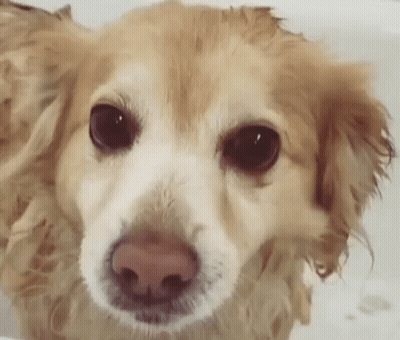A Close Up Of A Wet Dog Taking A Bath In A Bathtub . GIF