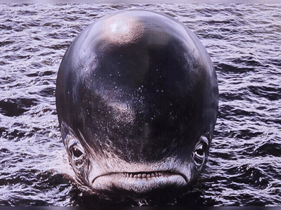 A Close Up Of A Whale In The Water GIF
