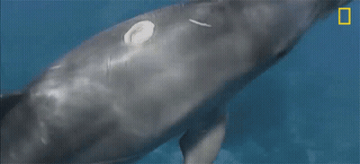 A Close Up Of A Whale 'S Head With A National Geographic Logo In The Corner GIF