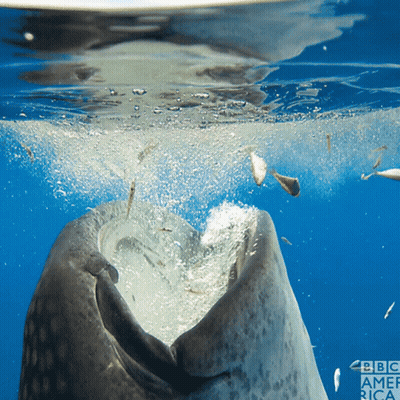 A Close Up Of A Whale 'S Mouth With Bbc America Written On The Bottom Right GIF