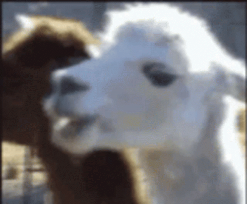 A Close Up Of A White Alpaca Looking At The Camera GIF