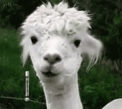 A Close Up Of A White Alpaca Looking At The Camera With A Funny Face . GIF