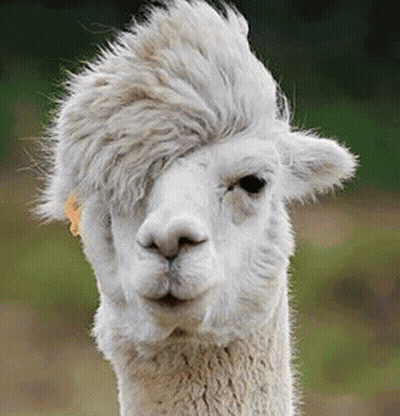 A Close Up Of A White Alpaca With A Mohawk Hairstyle . GIF