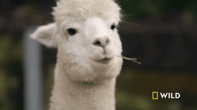 A Close Up Of A White Alpaca With A National Geographic Logo Behind It GIF