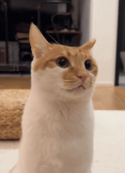 A Close Up Of A White And Orange Cat Looking Up GIF