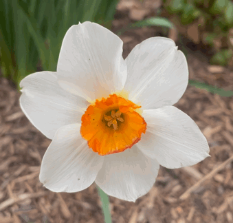 A Close Up Of A White And Orange Flower GIF