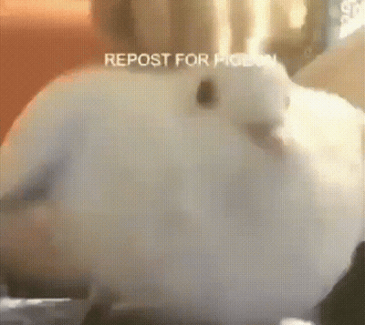 A Close Up Of A White Bird With The Words Repost For Pigeon On The Bottom Right . GIF