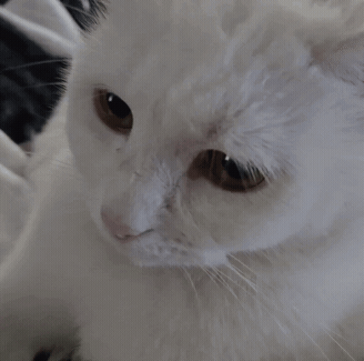 A Close Up Of A White Cat Laying On A Bed GIF