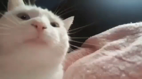 A Close Up Of A White Cat Laying On A Bed Looking At The Camera . GIF